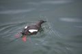 A pigeon guillemot swimming in the ocean. Vancouver CanadaÃ£â¬â¬Ã£â¬â¬Ã£â¬â¬